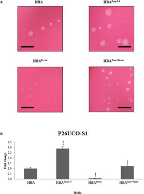 The Growth and Protein Expression of Inflammatory Bowel Disease-Associated Campylobacter concisus Is Affected by the Derivatives of the Food Additive Fumaric Acid